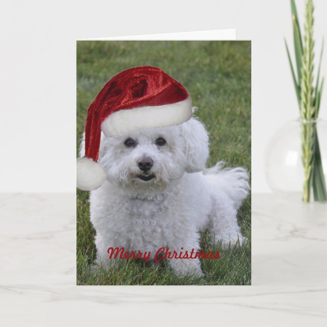 Cartes Pour Fêtes Annuelles Bichon Joyeux Noël (Devant)