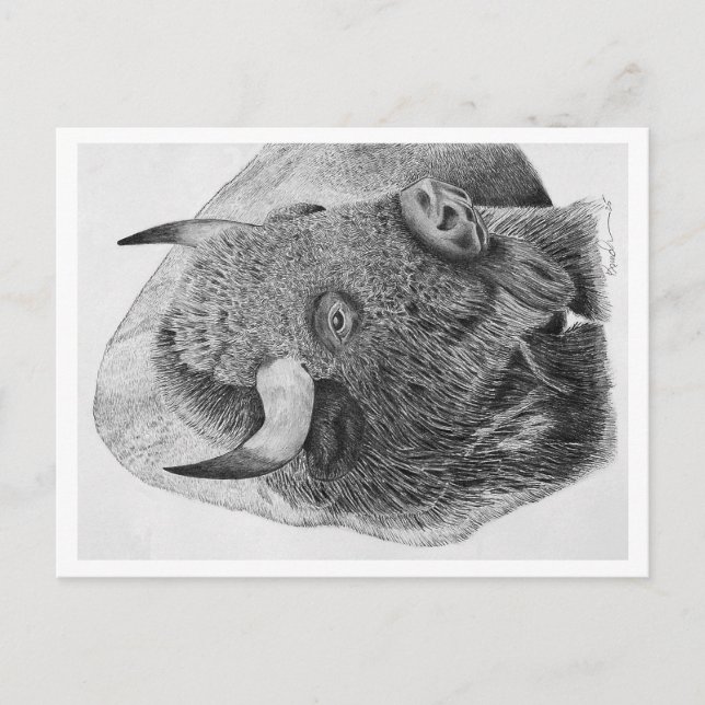 Cartes Pour Fêtes Annuelles Bison d'Amérique (Devant)
