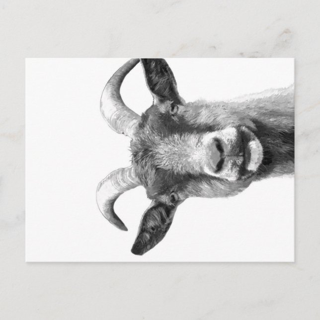 Cartes Pour Fêtes Annuelles Black and White Goat _Funny Goat Canvas| (Devant)