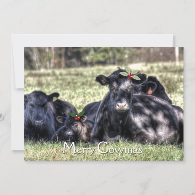 Cartes Pour Fêtes Annuelles Black Angus Holly Merry Cowmas Salutation (Devant)