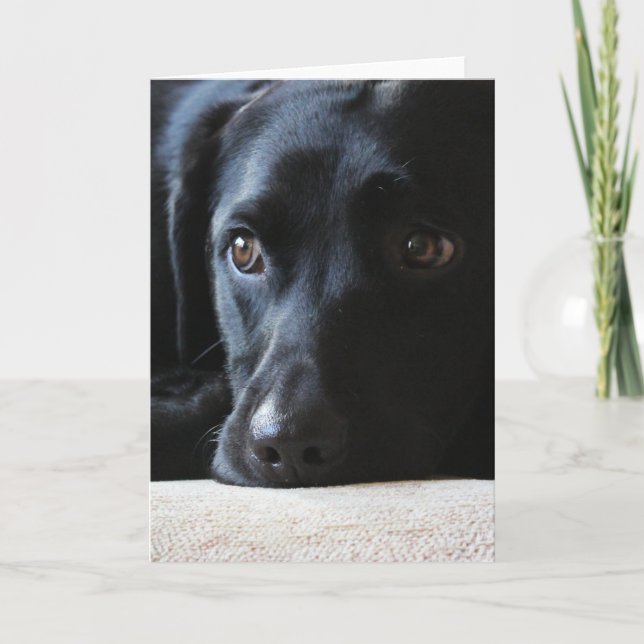 Cartes Pour Fêtes Annuelles Black Labrador (Devant)