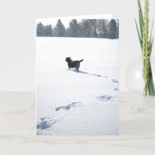 Cartes Pour Fêtes Annuelles Black Labrador Plays