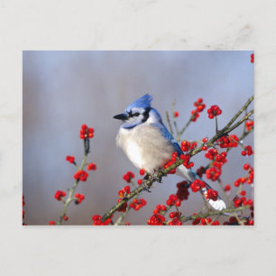 Cartes Pour Fêtes Annuelles Blue Jay Repose sur Hawthorn Tree
