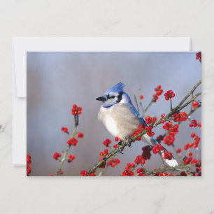 Cartes Pour Fêtes Annuelles Blue Jay Repose sur Hawthorn Tree