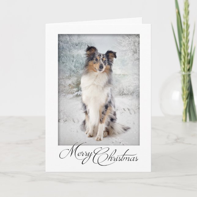 Cartes Pour Fêtes Annuelles Blue Merle Sheltie Christmas Card (Devant)