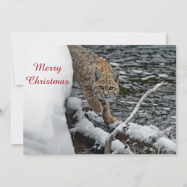 Cartes Pour Fêtes Annuelles Bobcat Eau de Neige Photo Appartement de Noël (Devant)