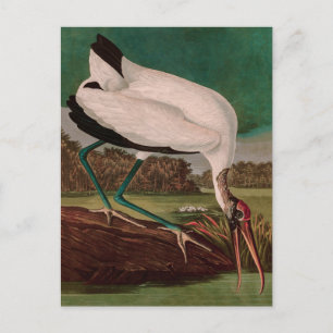 Cartes Pour Fêtes Annuelles Bois Ibis Birds of America Audubon Imprimer