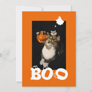 Cartes Pour Fêtes Annuelles Boo Halloween Chat Fantôme Araignée Eyeballs Photo