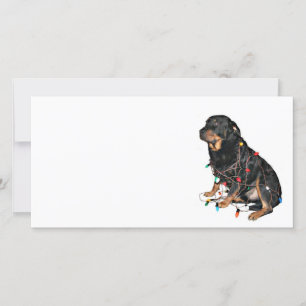 Cartes Pour Fêtes Annuelles Booboo de Noël Rottie