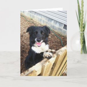 Cartes Pour Fêtes Annuelles Border Collie Tess