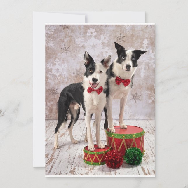 Cartes Pour Fêtes Annuelles Border Collies (Devant)