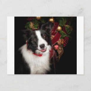 Cartes Pour Fêtes Annuelles Bordure Collie Noël