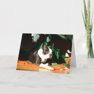 Cartes Pour Fêtes Annuelles Boston Terrier Noël avec Piper