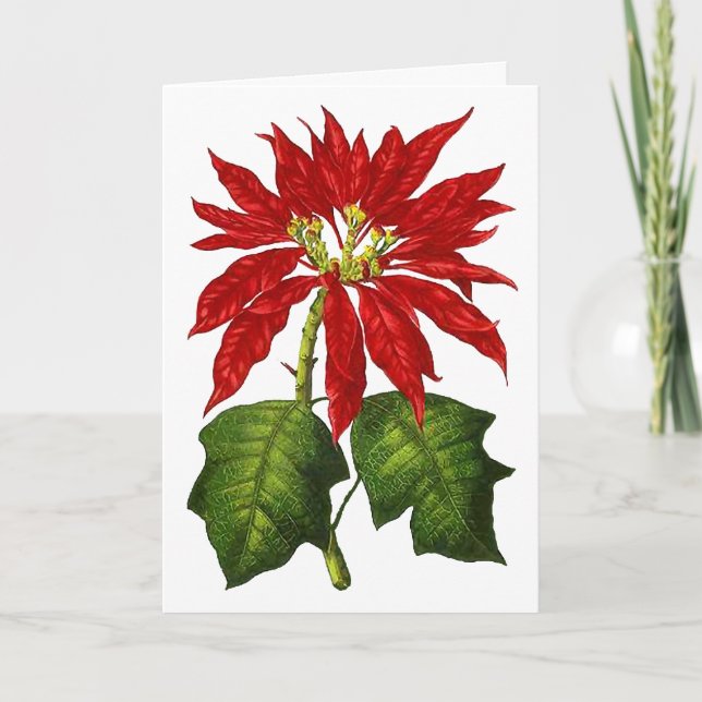 Cartes Pour Fêtes Annuelles Botanique (Devant)