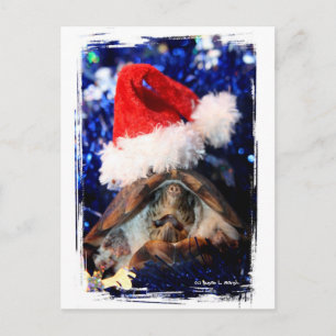 Cartes Pour Fêtes Annuelles Bouche de tortue musquée ouvert santa chapeau Noël