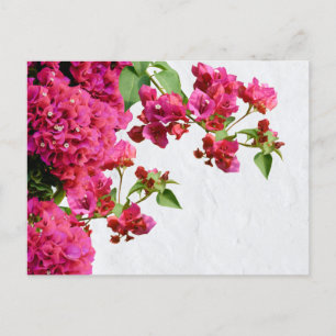 Cartes Pour Fêtes Annuelles Bougainvilliers Floral Méditerranée Grecque