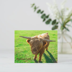 Cartes Pour Fêtes Annuelles bovin de Highland bovin pour animal et amoureux de