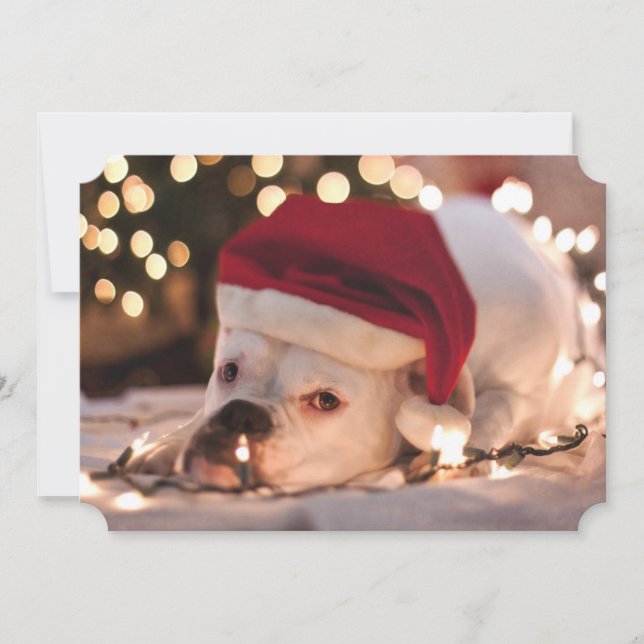 Cartes Pour Fêtes Annuelles Boxer Père Noël (Devant)