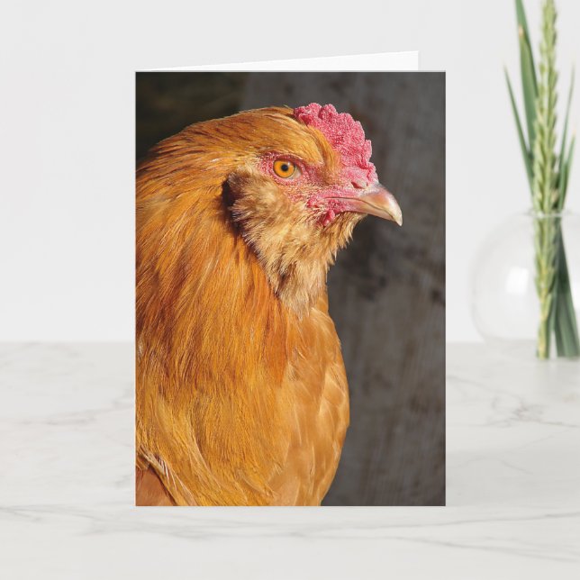 Cartes Pour Fêtes Annuelles Buff Easter Egger Rooster Toutes les occasions Sal (Devant)