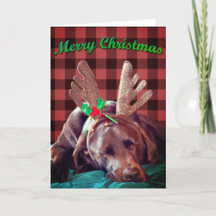 Cartes Pour Fêtes Annuelles Buffalo Plaid Labrador Portant des colliers Photog