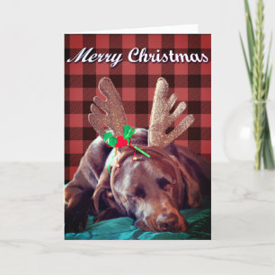 Cartes Pour Fêtes Annuelles Buffalo Plaid Labrador Portant des colliers Photog