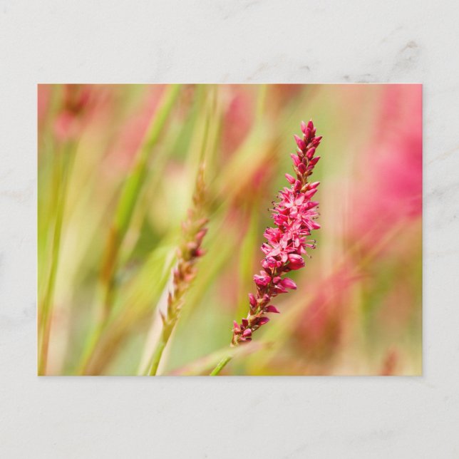 Cartes Pour Fêtes Annuelles buisson de couleur (Devant)