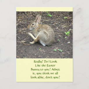 CARTES POUR FÊTES ANNUELLES BUNNY RABBIT /HUMOROUS POSTCARD
