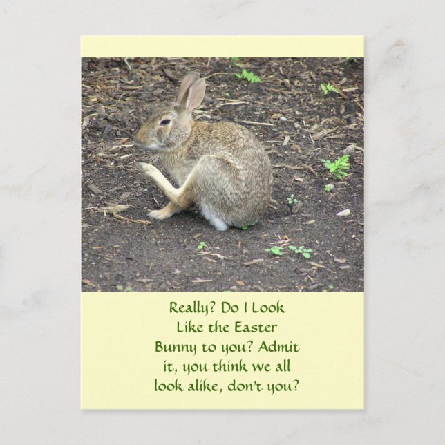 CARTES POUR FÊTES ANNUELLES BUNNY RABBIT /HUMOROUS POSTCARD (Devant)