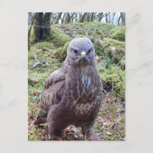 Cartes Pour Fêtes Annuelles Buse Grincheuse Avec Attitude Faune Rurale