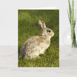 Cartes Pour Fêtes Annuelles Buuny vigilant