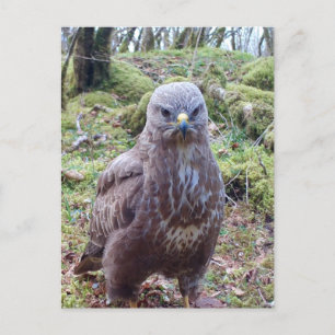 Cartes Pour Fêtes Annuelles Buzzard Avec Attitude