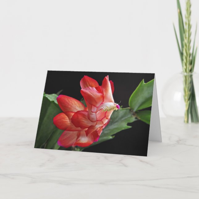 Cartes Pour Fêtes Annuelles Cactus de Noël (Devant)