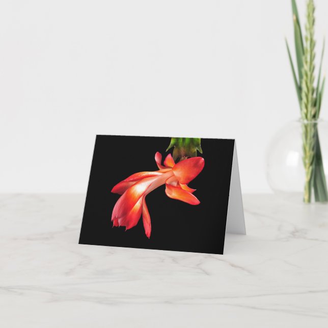 Cartes Pour Fêtes Annuelles Cactus de Noël (Devant)