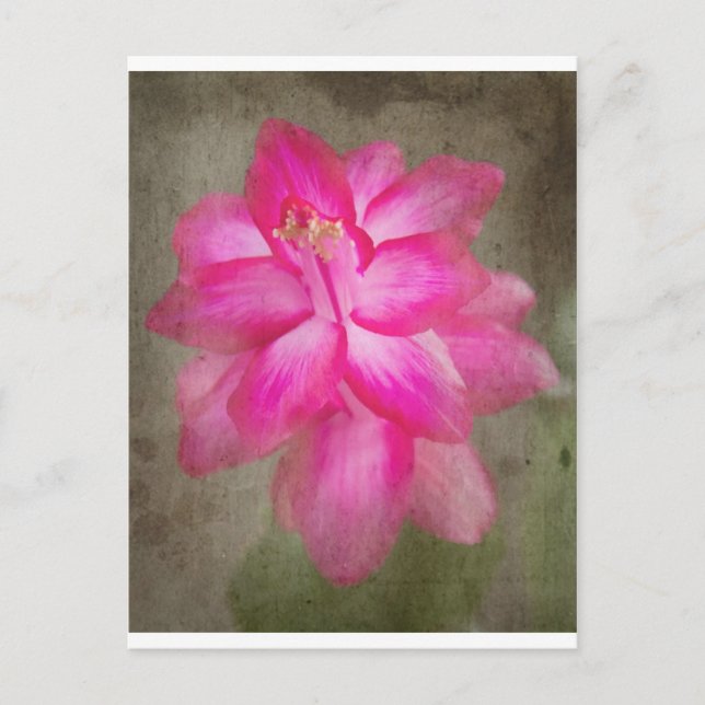 Cartes Pour Fêtes Annuelles Cactus de Noël (Devant)