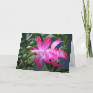 Cartes Pour Fêtes Annuelles Cactus de Noël #01