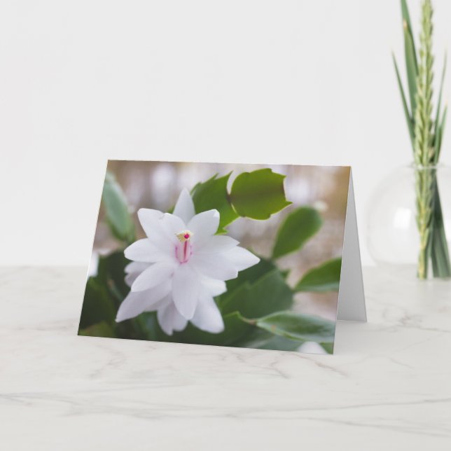 Cartes Pour Fêtes Annuelles Cactus de Noël blanc Schlumbergera CC0476 Fleur (Devant)