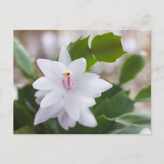 Cartes Pour Fêtes Annuelles Cactus de Noël blanc Schlumbergera Pot Fleurs (Devant)