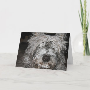 Cartes Pour Fêtes Annuelles Cairn givré