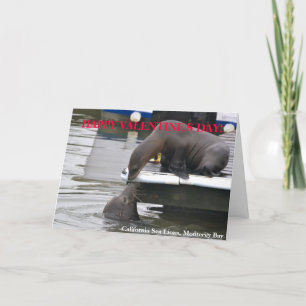 Cartes Pour Fêtes Annuelles California Sea Lions Valentine's Day Card