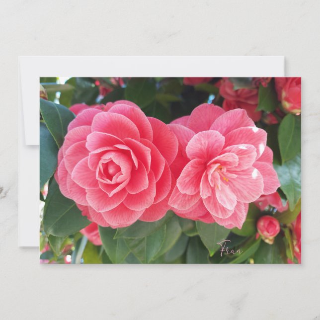 Cartes Pour Fêtes Annuelles camélias (Devant)