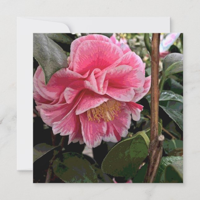 Cartes Pour Fêtes Annuelles Camellia (Devant)