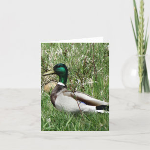 Cartes Pour Fêtes Annuelles Canard de B55 Mallard Drake Greenhead dans l'herbe