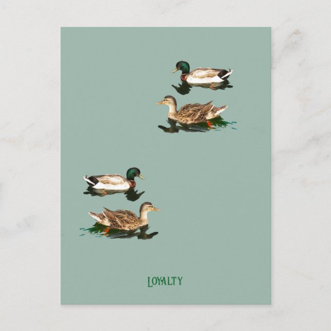 Cartes Pour Fêtes Annuelles Canards colverts (Devant)