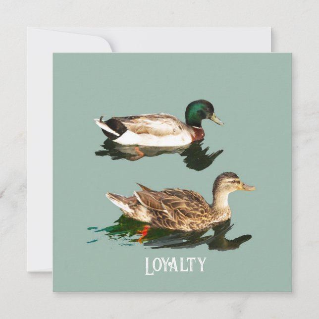 Cartes Pour Fêtes Annuelles Canards colverts (Devant)