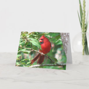 Cartes Pour Fêtes Annuelles Cardinal à Holly