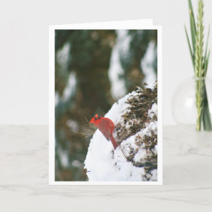 Cartes Pour Fêtes Annuelles Cardinal dans la neige