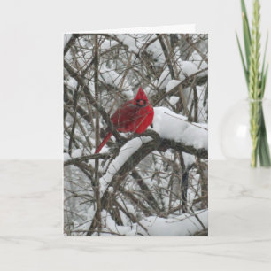 Cartes Pour Fêtes Annuelles Cardinal de Noël de neige