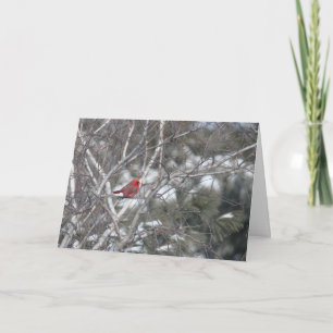 Cartes Pour Fêtes Annuelles Cardinal d'hiver
