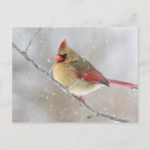 Cartes Pour Fêtes Annuelles Cardinal féminin en neige