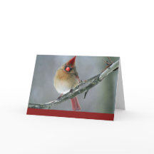 Cardinal Holiday Card